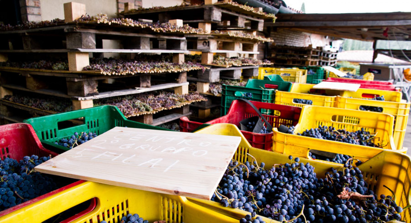 A Look At The Wine Cellar - Boscarelli 